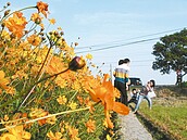 雲林花海節　今年更多嬌