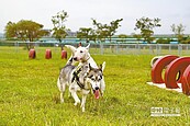 三重、溪州橋寵物公園　即起開放