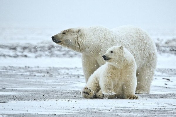 全球暖化導致北極海冰面積持續縮小，根據最新調查報告指出，在未來35年，北極熊的數量可能大減30%以上。（圖／取自維基百科）