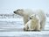 未來35年　北極熊可能減逾30%