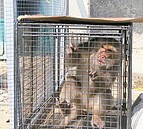 台灣獼猴肆虐農作　氣壞農民…