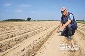 牛蒡連年歹收成　農民苦撐