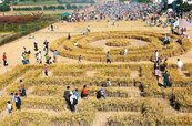 新竹農產文化活動　稻田迷宮好好玩