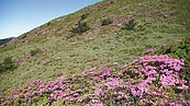 浪漫宜花　百合、杜鵑…百花爭妍