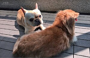 張可昀　小甜甜／買快樂不如買房子