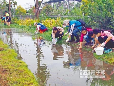 六堆客家文化園區進行螢火蟲培育計畫，因水圳中許多福壽螺不利螢火蟲生長，園區號召附近國小學童及志工來清理移除。（潘建志攝）