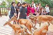 名副其實　到鹿港看鹿去