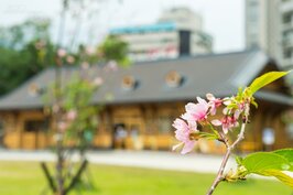 晚春的櫻花搭配著新北投驛，傳遞出濃濃的日式氛圍。