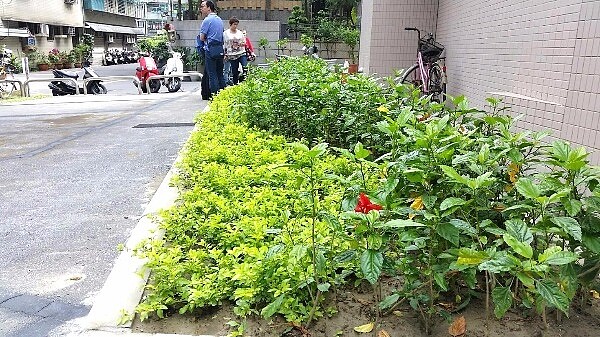 中和區南山段簡易綠美化基地綠化後（圖／新北市城鄉局提供）