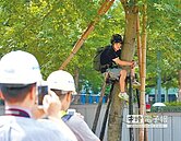 大巨蛋旁路樹斷根　民團肉身護樹