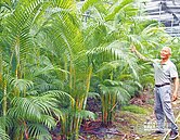 花材切葉價格攀升　黃椰子受歡迎