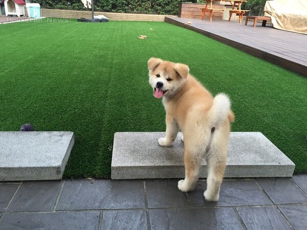 3.	庭院卻足足有80坪之多，讓秋田犬Junior可以到處玩耍。
