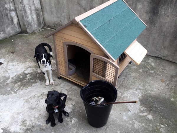 7.金旼哉養了兩隻小黑狗，最近更親自幫牠們打造高級狗屋。
