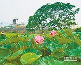 竹東河濱公園夏荷飄香　端午健行go