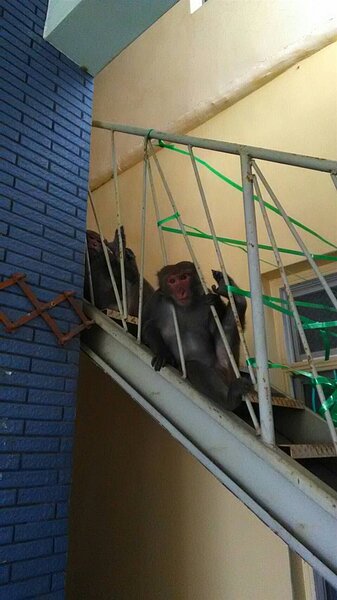 台灣獼猴常到美濃金瓜寮聚落覓食,居民圍上繩索也防不了。 記者徐白櫻/翻攝