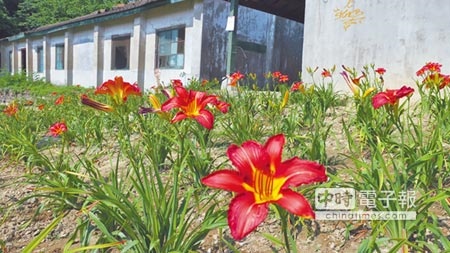 花壇國中旁長沙社區舊營區裡種的紅色金針花盛開。（謝瓊雲攝）