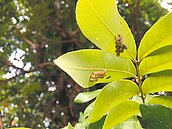 救荔枝「狸貓換太子」　小蜂治了椿象