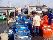 「烏金」隨冷氣團報到　彰化沿海一天補獲5千尾