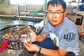 豪大雨將至　沿海搶收鮮蚵