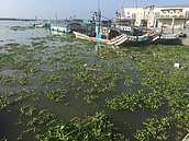 塞滿布袋蓮　朴子溪出海口「毀容」