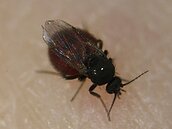 小黑蚊又回來了！　驅之別院就靠4法寶