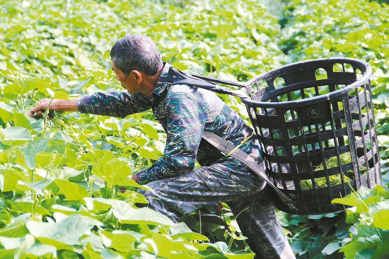 月初豪雨農損，近日梅雨又拖延復耕腳步，台北農產運銷公司昨天蔬菜到貨量減少，平均批發價漲一成。 記者蔡孟妤／攝影