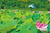 中埔、水上70甲地蓮花盛開