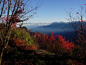 迎曙光東部難　阿里山不錯