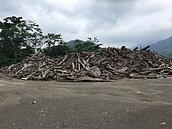 倒木、漂流木　山老鼠新目標