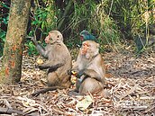 紅外線預警裝置　防潑猴入侵新利器