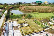 竹筏浮島種菜　壯圍後埤魚塭變農場