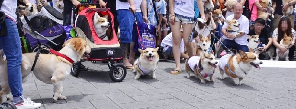 今年1月至8月底共裁罰35件違反《動物保育法》的案件(資料中心)