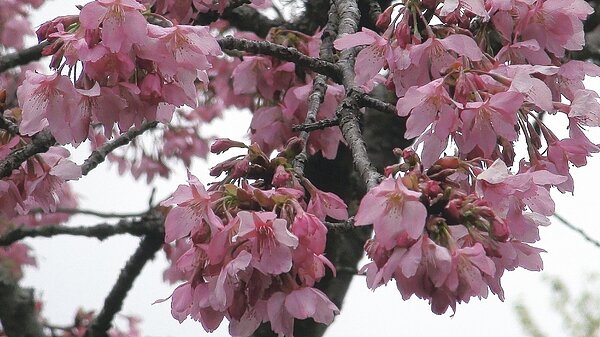 阿里山花季開鑼,琉球櫻花等花系盛開打先鋒。 記者謝恩得/攝影