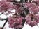 阿里山櫻花季來了　櫻王預估25日盛開