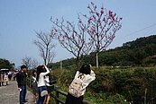 淡水、三芝吉野櫻「大遲到」　賞花恐撞掃墓人潮