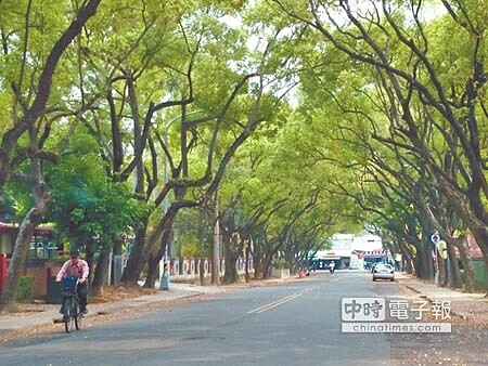 中興新村綠蔭處處，最適合路跑、騎單車逍遙遊。（廖志晃攝） 