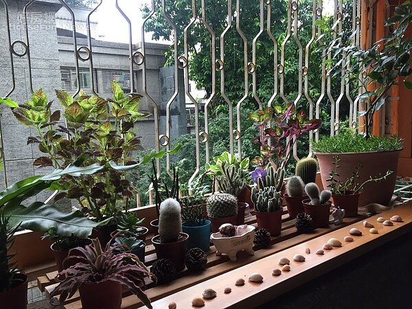 7.	綠色植栽出自沐恩的巧手，讓家中氣場漸入佳境。
