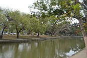 百年台南公園翠鳥消失了　樹爺爺會哭泣