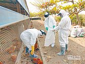 千隻土雞暴斃　雞農隱匿不報