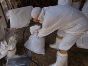 台南又有土雞場爆發禽流感　全場8千多雞遭撲殺