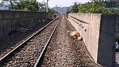 列車事故　西部撞人多、東部動物慘