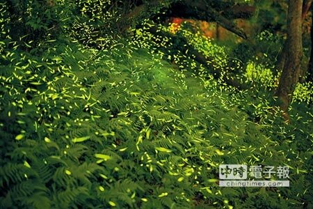 
全聯宣布，2017年國際螢火蟲年會將於4月在台北市大安森林公園舉辦。   (本報資料照片）
 