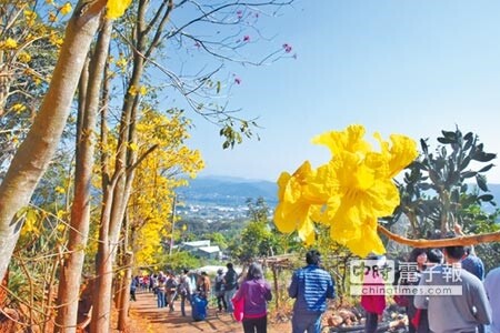 桃園賞花私人祕境開放想看綻放黃花風鈴木趁現在 好房網news