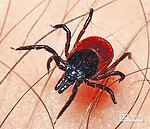 掃墓當心恙蟲　致死率達6成