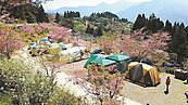 露營兼賞花　串起在地「螢光商機」