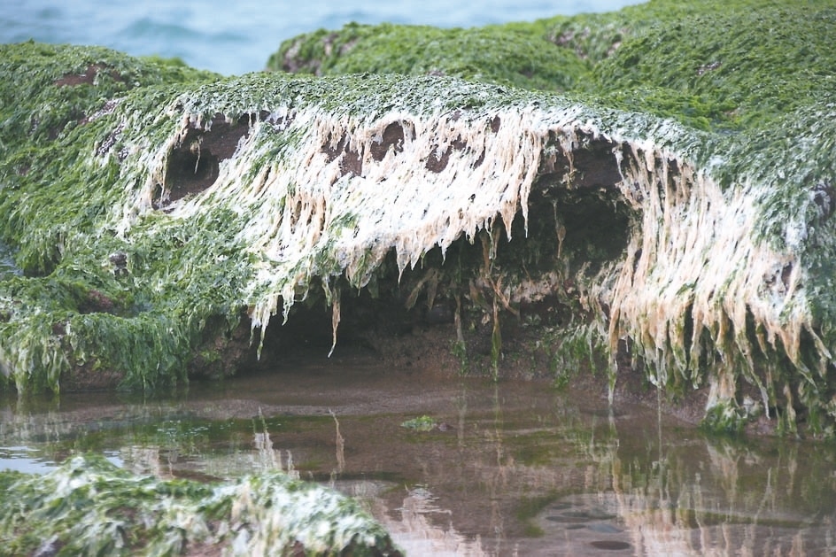 老梅綠石槽，附著在礁石上的海藻「石蓴」已白化。 記者曾健祐／攝影