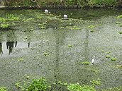 噁！市區河岸景觀「足胎哥」　竟要規劃成水上燈區