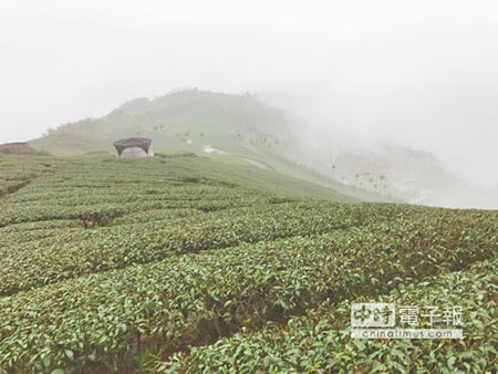 春雨來襲，茶農盼解渴但也擔憂如持續下雨將影響品質。（高錦如攝）