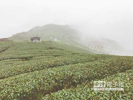 春雨來襲，茶農盼解渴但也擔憂如持續下雨將影響品質。（高錦如攝）