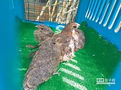 誤認落巢救雛鳥　夜鷹被迫親子散